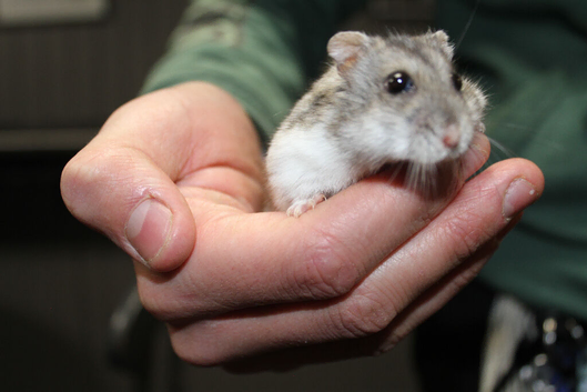 Russian Dwarf Hamster