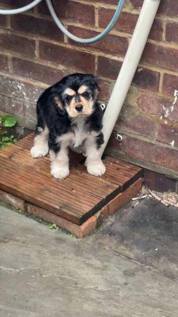 10 week old female