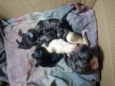 Cockerpoo Puppy for sale