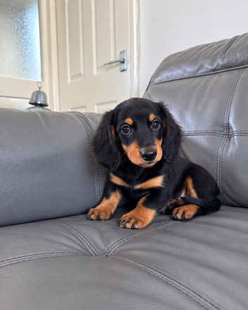Miniature male
