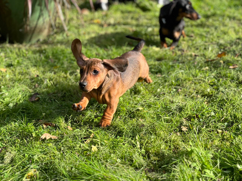Minature dachshund 12 weeks old