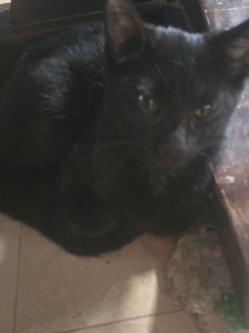 3 beautiful kittens for sale