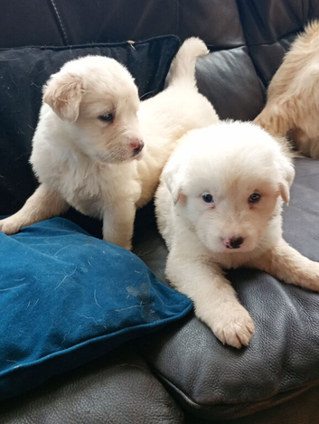 Labrador puppies beautiful