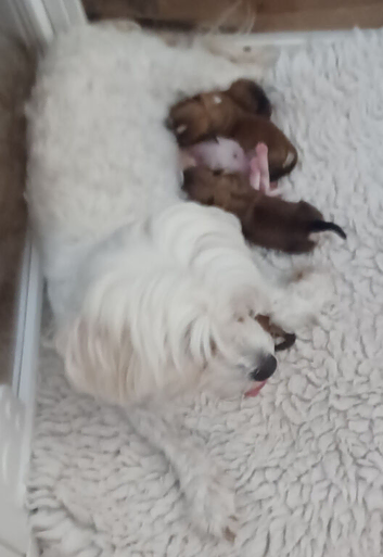 Maltese cross Yorkshire terrier