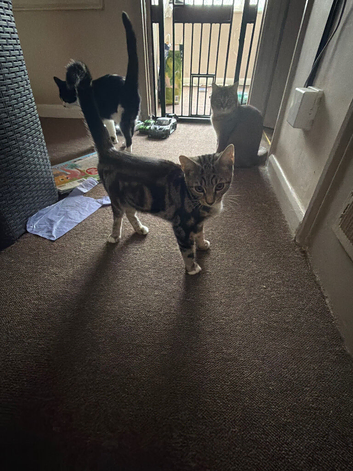 Tabby striped kitten