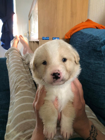 2 Beautiful Boys for sale