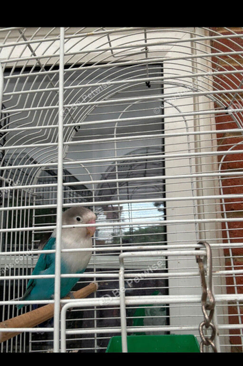 Love, Birds