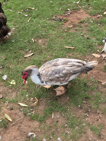 Ducks and muscovy for sale