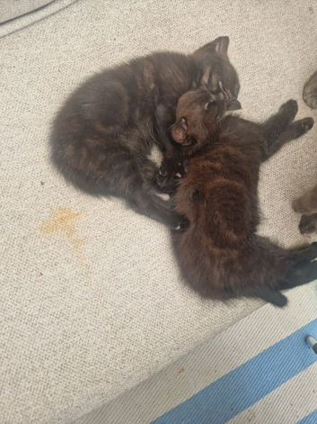 2 Gorgeous kittens