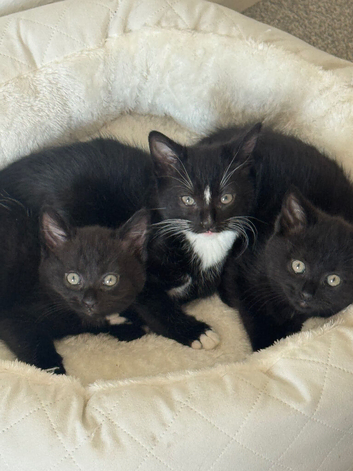 8 week old fluffy kittens 3 boys and 1 girl