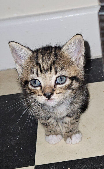 Gorgeous tabby male kitten