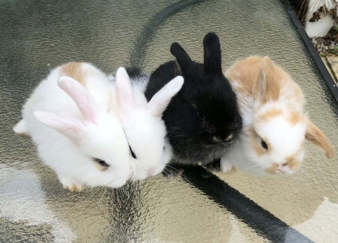 4 lop babies