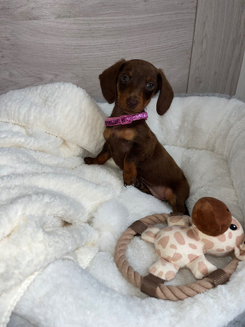 Miniature dachshund