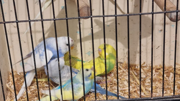 This years baby budgies.