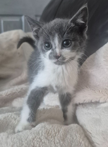 For beautiful grey and grey and white kittens