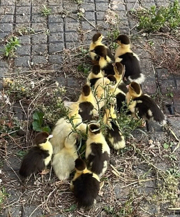 Muscovy ducklings