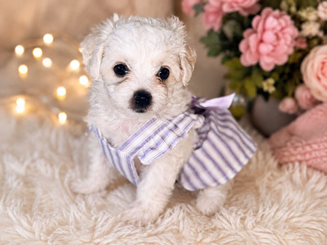 bichon frise