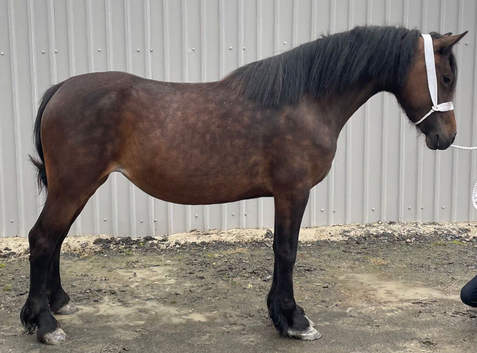 4 year old. 14.2hh mare