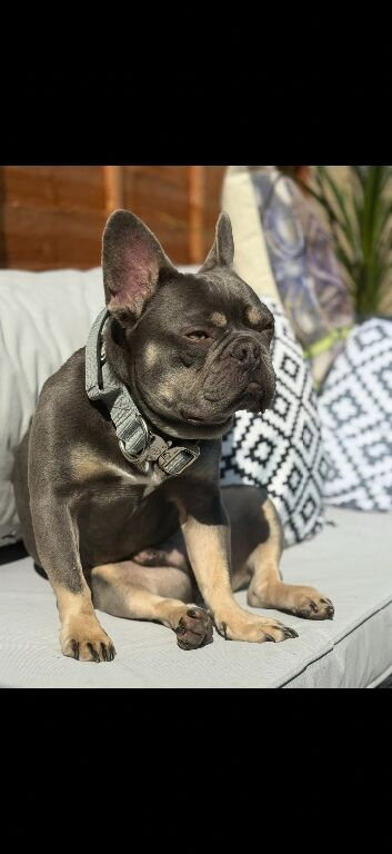 French bulldog, neutered