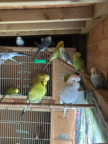 Budgies for sale