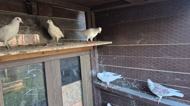 25Mix Pigeons and  raising