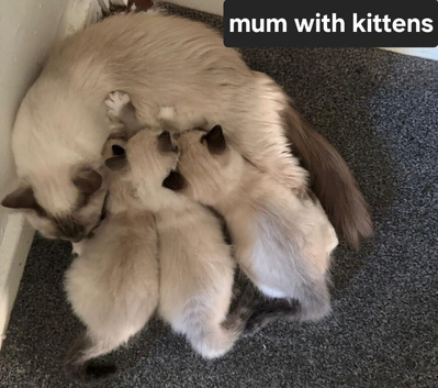 Adorable ragdoll kittens looking for a new home