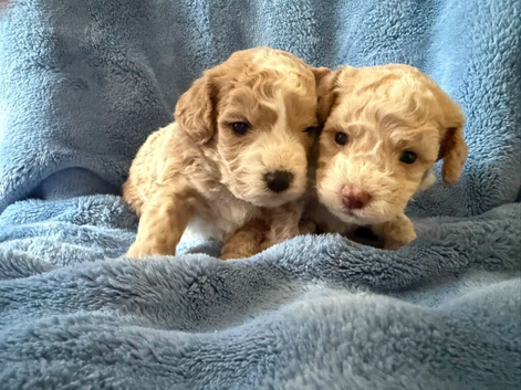 Miniature F1b Cockapoo Puppies - Apricot & White