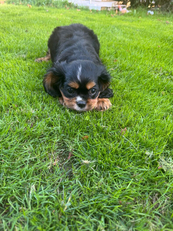 Black and Tan cavalier male