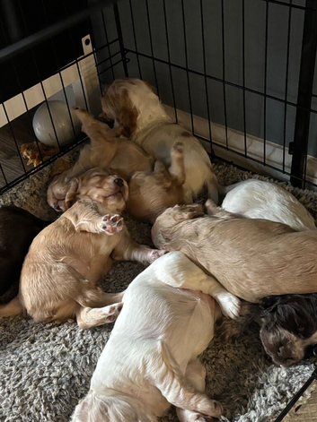 Working cocker puppies