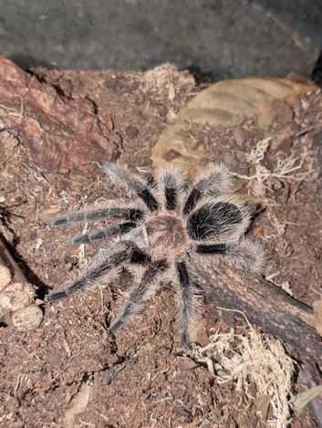 Curly Hair tarantula & enclosure
