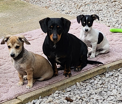 Chiweenie Absolutely beautiful babies