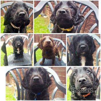 Beautiful sprocker pups