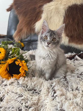 TICA-REGISTERED MAINE COON KITTENS
