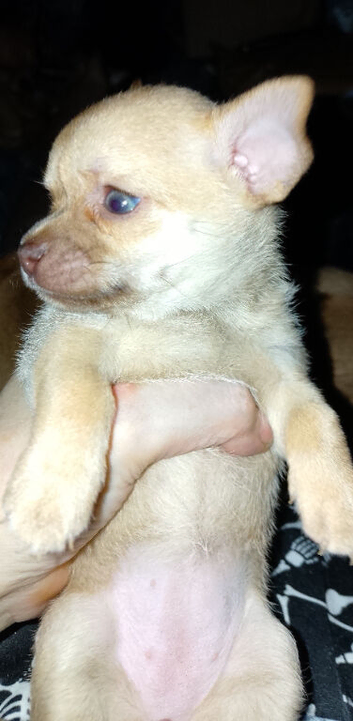 Updated one girl one boy apple head Chihuahua