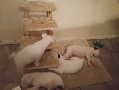 Akita cross bull terrier puppies