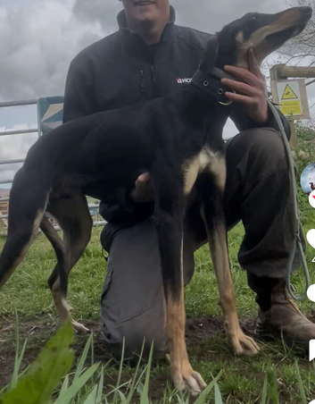 Working dog well bred saluki greyhound