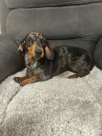 Miniature dapple dachshund