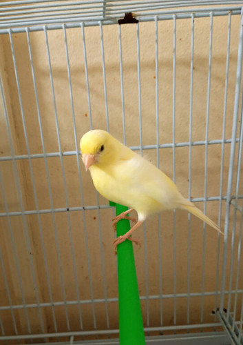 One female canary for sale