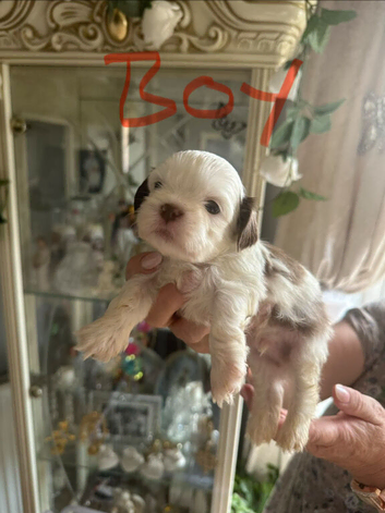 Shih Tzu Pups For Sale