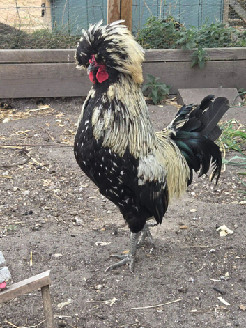Polish cockeral