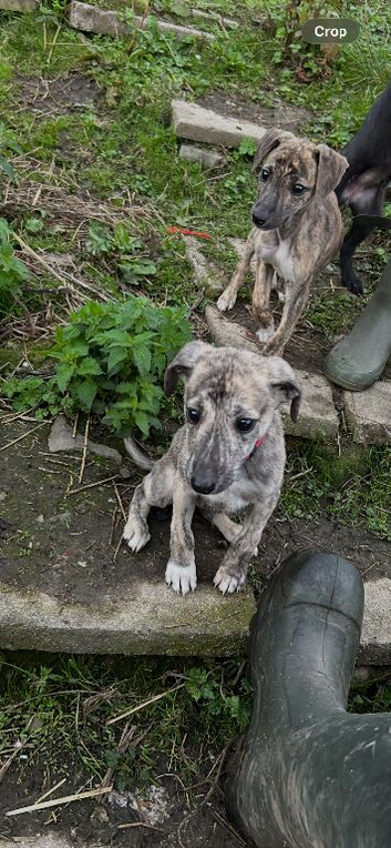 Lurcher pups