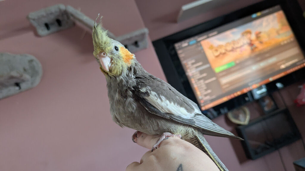 Baby hand reared silly tame cockatiel