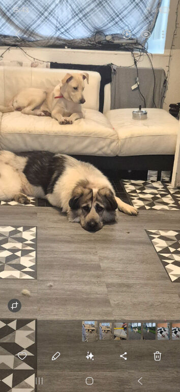 Two dogs