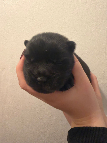 Chow pups