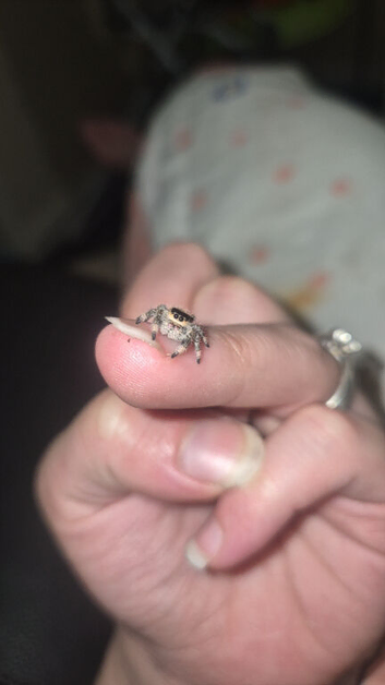 Female jumping spider