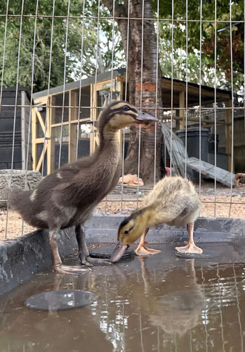 Duck Pair for Sale