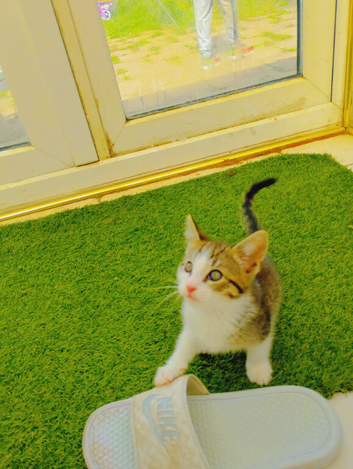 Kitten