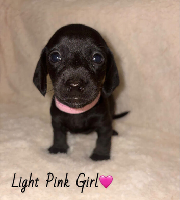 Litter of 9 for sale
