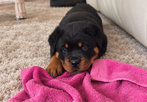 Exceptional Rottweiler Puppies &ndash; ADRK & Dr Timmitor Bloodlines