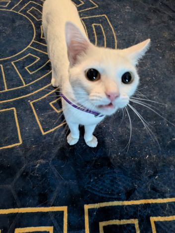 Luna around 1 year & a half